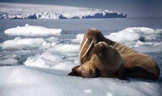 dnf生命之息怎么得 dnf生命之息怎么得